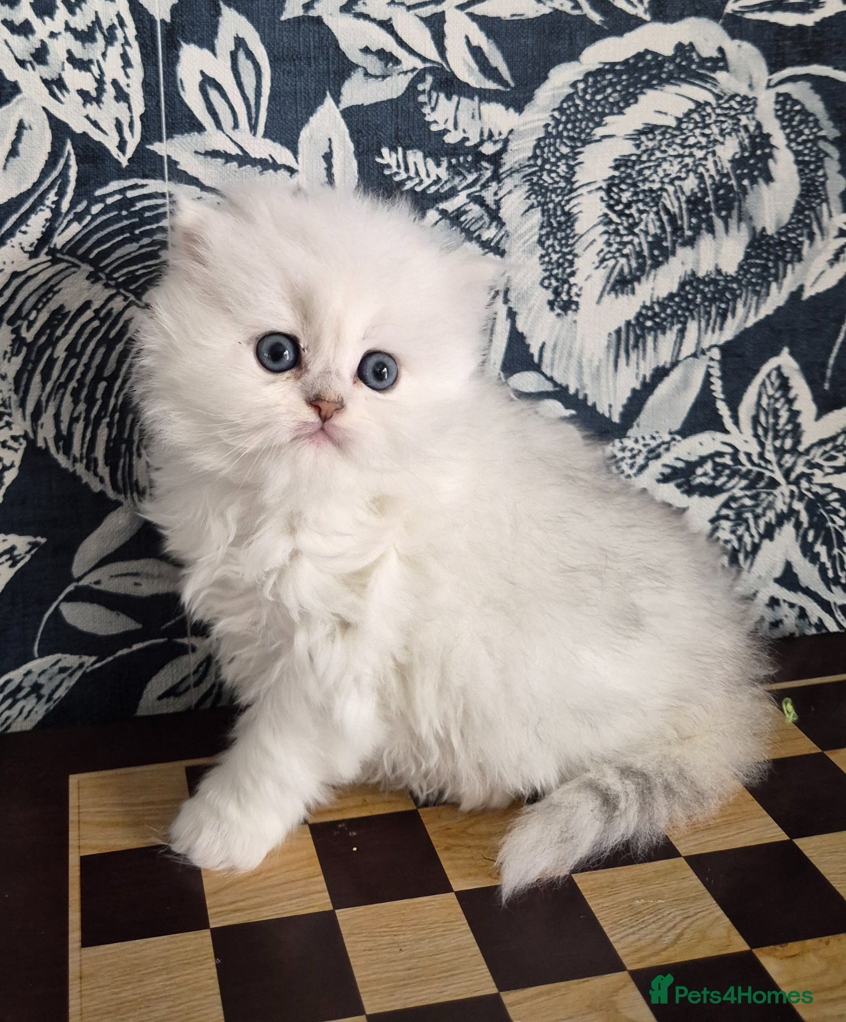 British Longhair cats Stunning Black Tipped British  - Advert 13