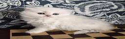 British Longhair cats for sale: Stunning Black Tipped British  - Advert 1