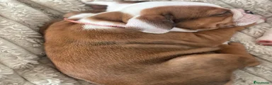 English Bulldog Puppy 4