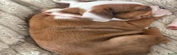 English Bulldog dogs for sale: ‼️REDUCED‼️STUNNiNG DWKC ENGLISH BULLDOG PUPPIES - Advert 6