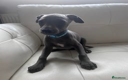 Whippet dogs for sale: Gentle, Loving Whippet Puppies – Ready Now  - Image 9