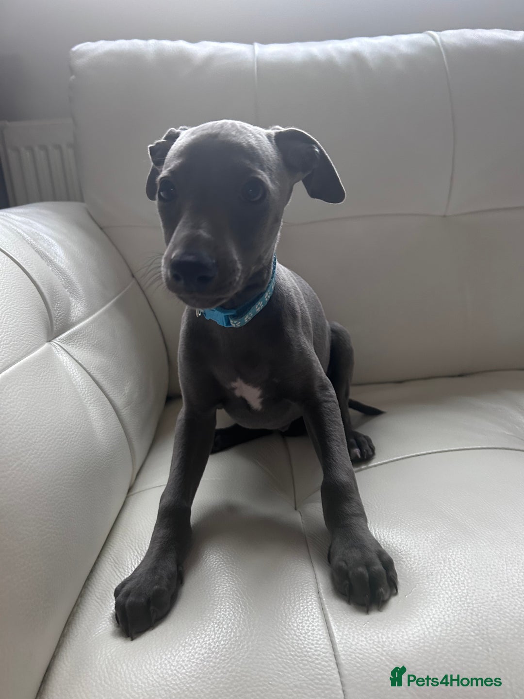 Whippet dogs for sale: Gentle, Loving Whippet Puppies – Ready Now  - Image 9