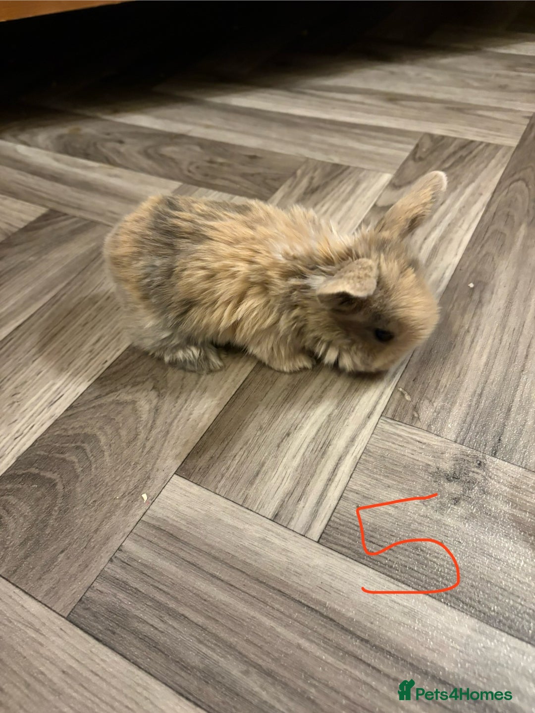 Mini Lop rabbits for sale: mini lops  - Advert 10