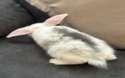 Mini Lion Lop rabbits for sale: Lion lop baby bunnies  - Image 7