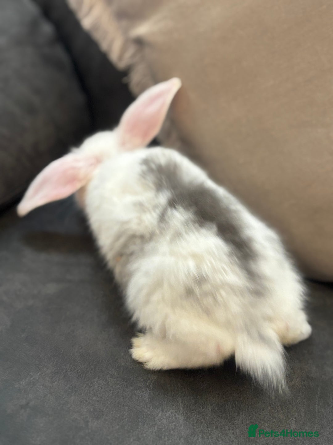 Mini Lion Lop rabbits for sale: Lion lop baby bunnies  - Image 7