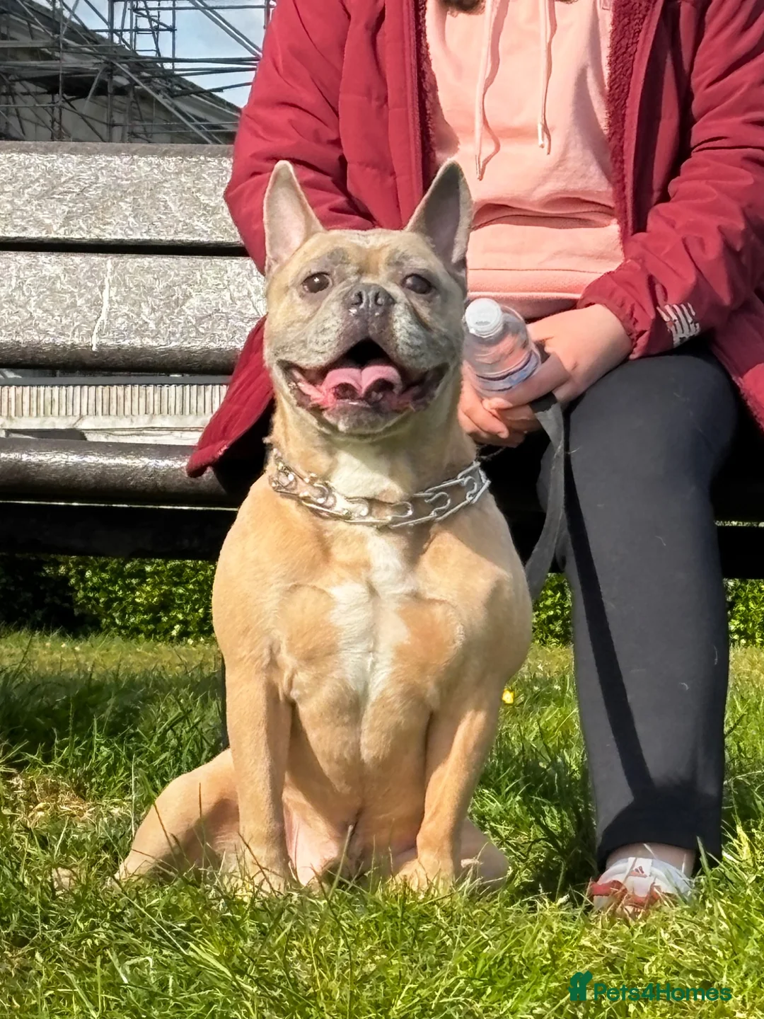 Mixed Breed dogs for sale: Need a new home - Advert 1