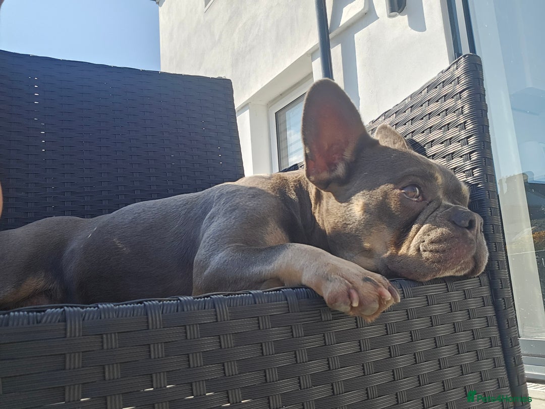 French Bulldog dogs for sale: Female French Bulldog - Image 2