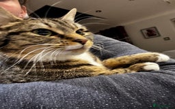 Domestic Shorthair cats for sale: Kitten in need of forever home - Image 1