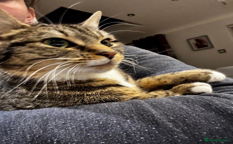 Domestic Shorthair cats - Advert 1