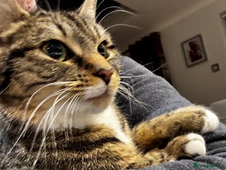 Domestic Shorthair cats - Advert 1