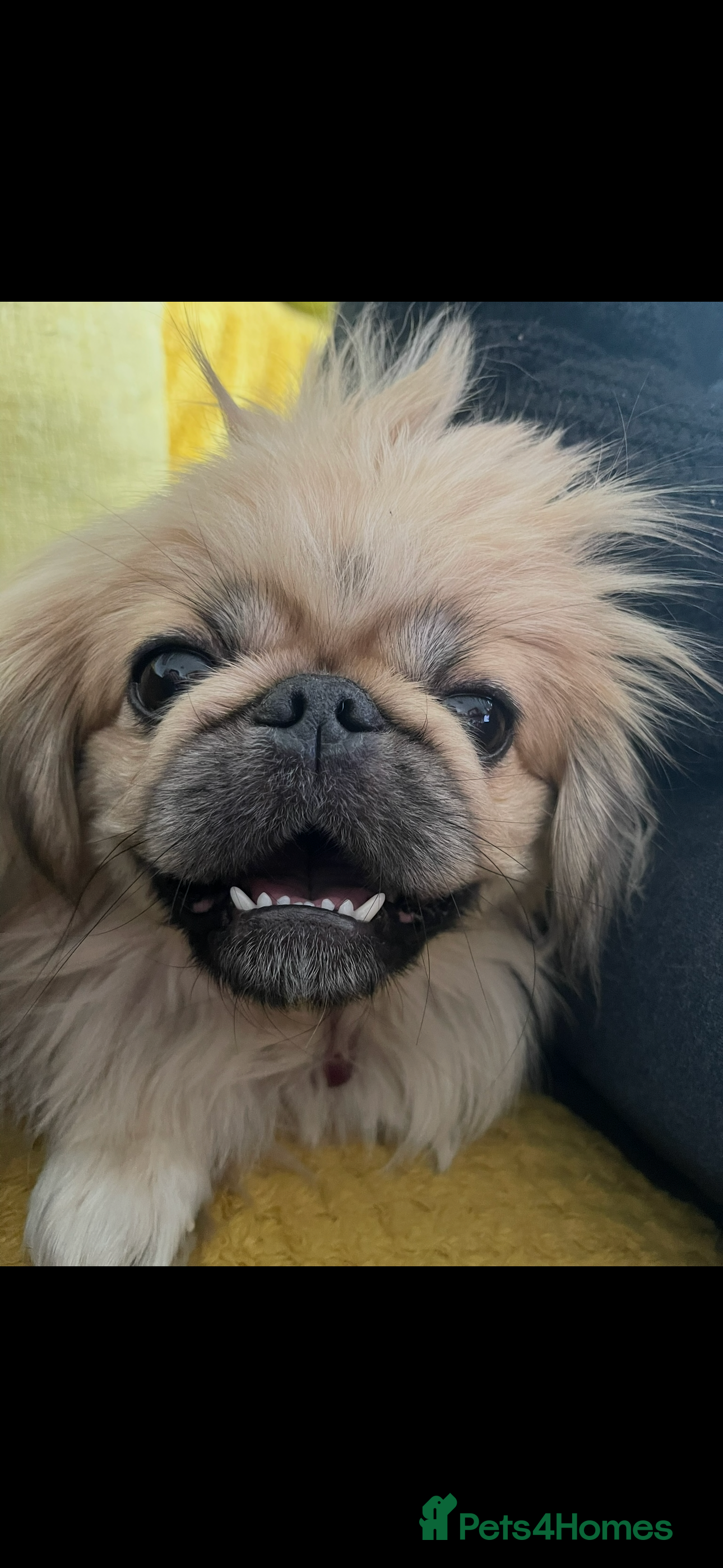 Pekingese dogs Stud Wanted - Advert 6