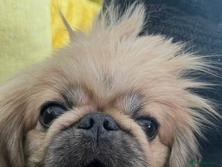 Pekingese dogs Stud Wanted - Advert 10