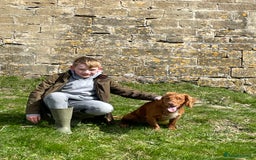 Cocker Spaniel dogs for stud: Health tested working cocker spaniel  in Devizes - Image 4