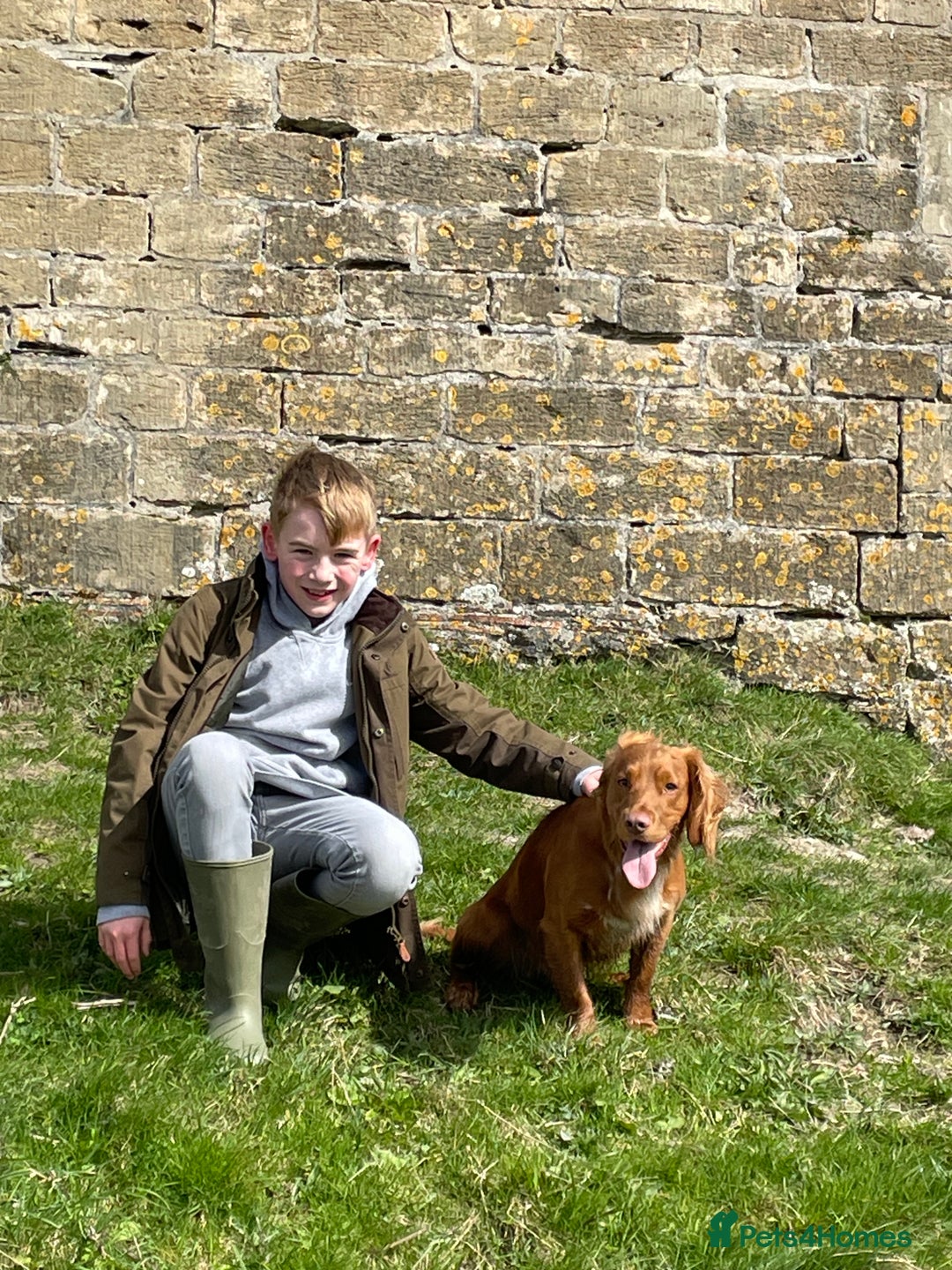 Cocker Spaniel dogs for stud: Health tested working cocker spaniel  in Devizes - Image 4