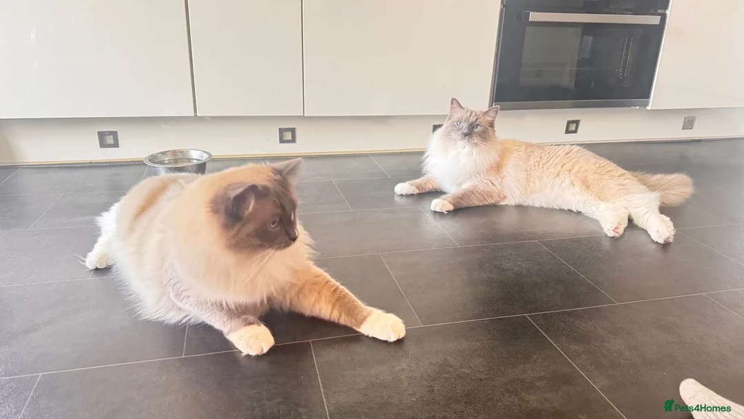 Ragdoll cats for sale: Looking for Their Forever Home Together in King's Lynn - Advert 1