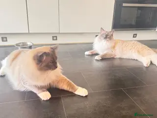 Ragdoll cats Looking for Their Forever Home Together - Advert 2
