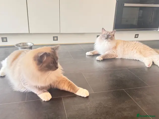 Ragdoll cats Looking for Their Forever Home Together - Advert 11