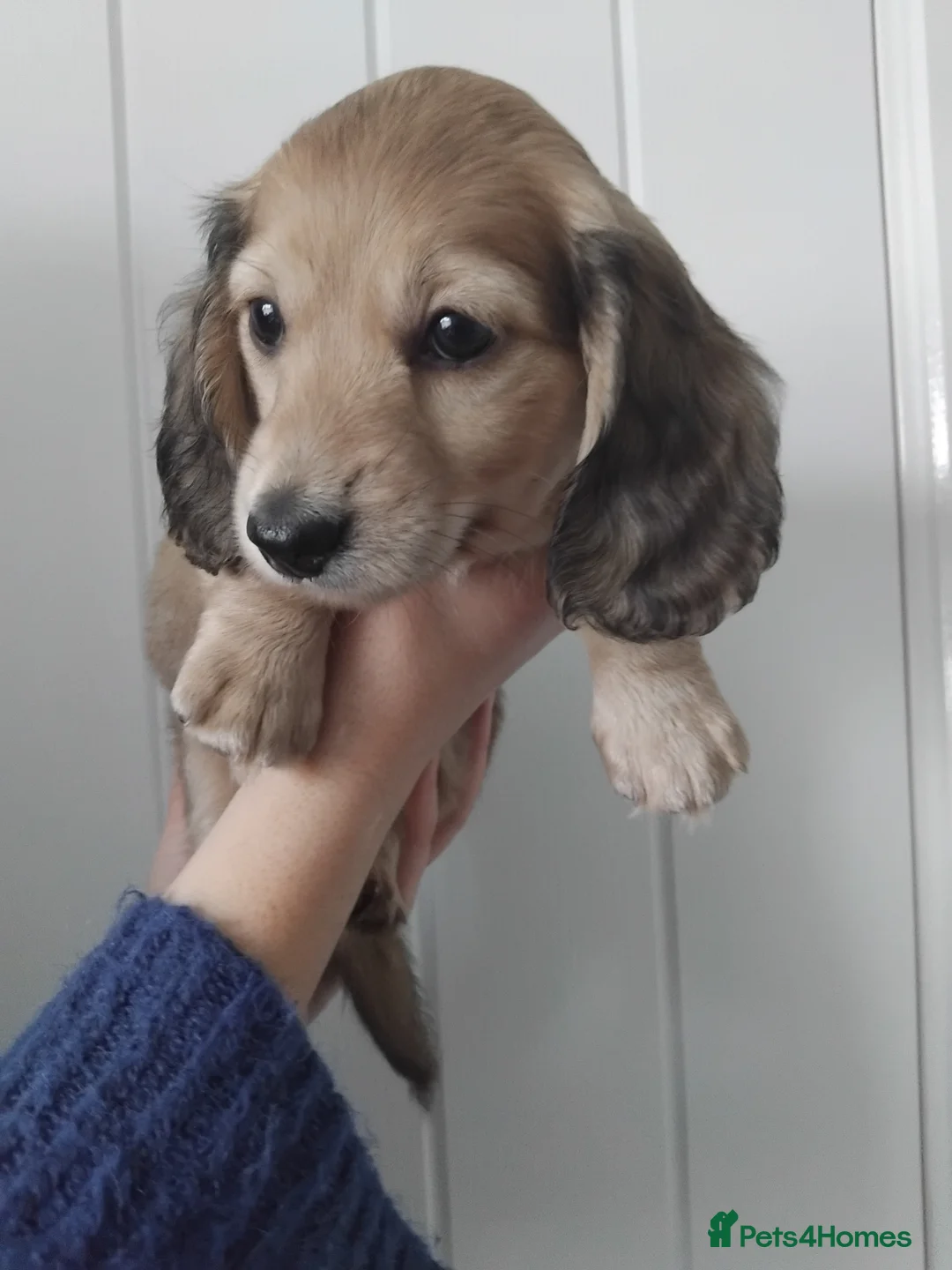 Miniature Dachshund dogs for sale: Miniature Dachshund Puppy female  - Advert 14