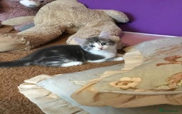 Mixed Breed cats for sale: Kittens for sale!!! - Image 8