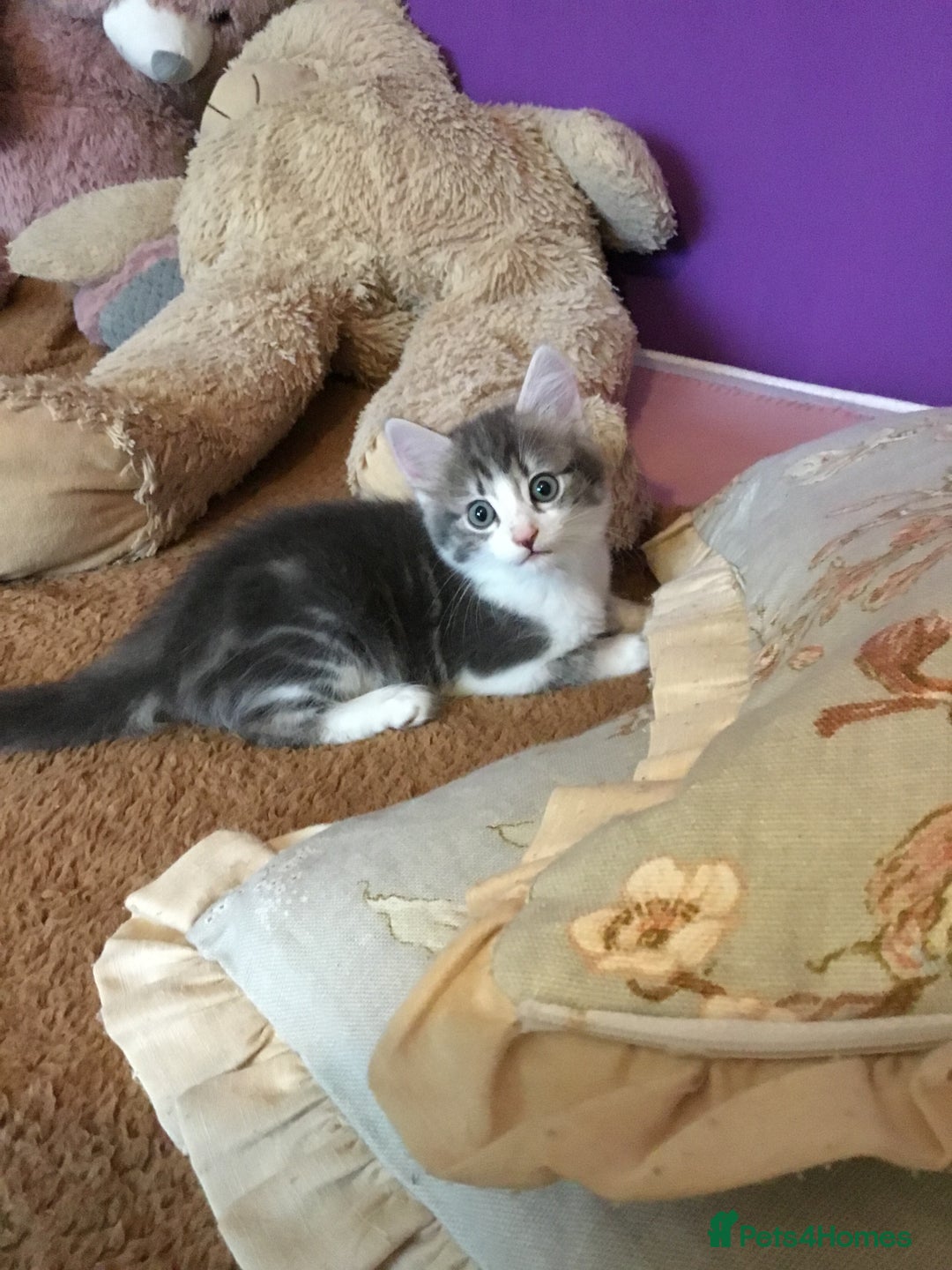 Mixed Breed cats for sale: Kittens for sale!!! - Image 8