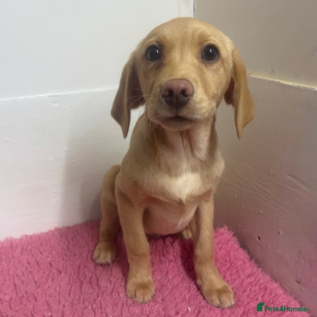 Labrador Retriever dogs for sale: 🧡 Pale Fox Red Yellow Labrador Puppies 💛 - Advert 31