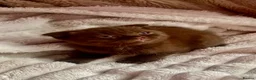Scottish Fold cats for sale: Scottish fold kittens - Advert 1