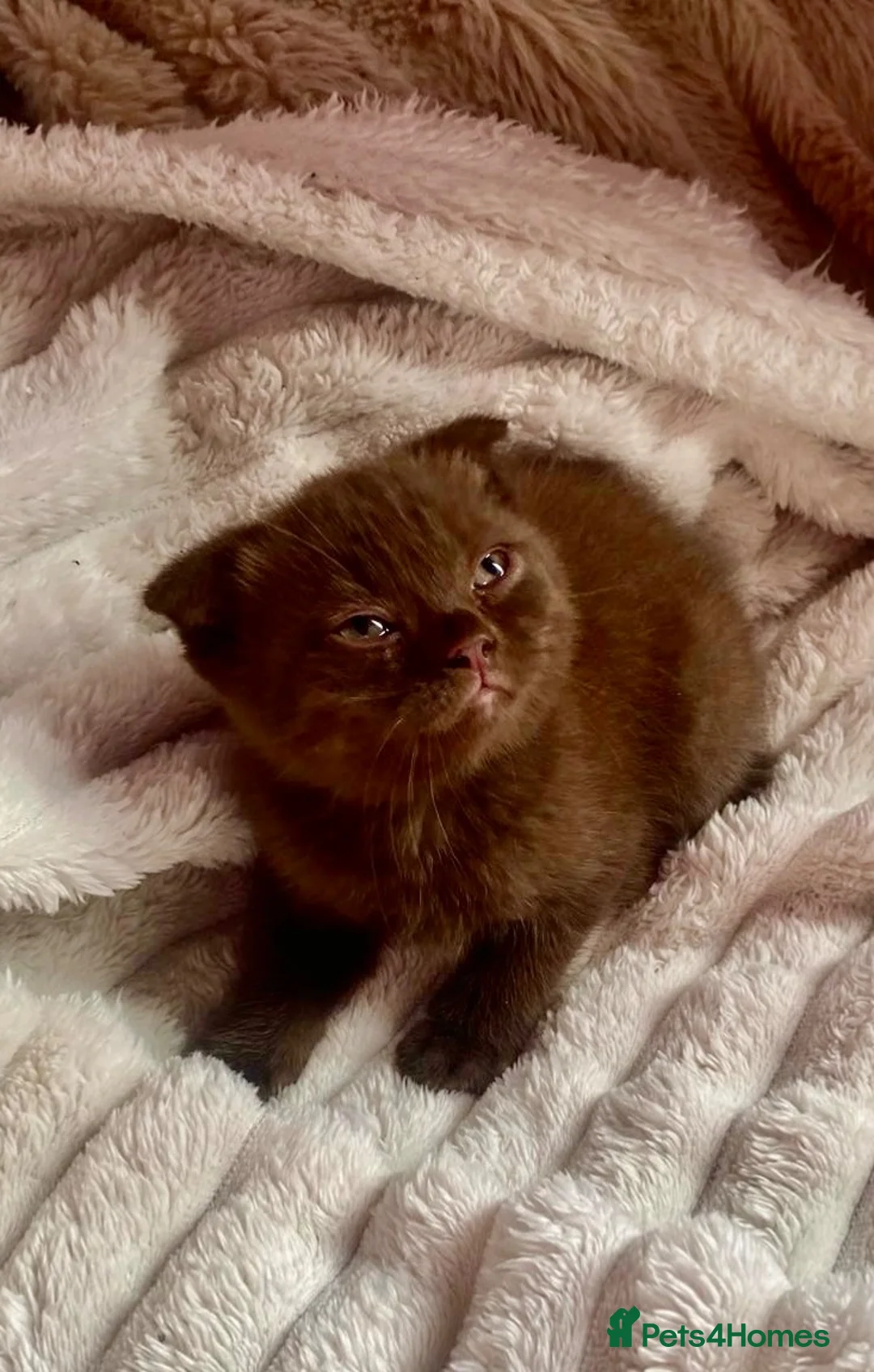 Scottish Fold cats for sale: Scottish fold kittens - Advert 1