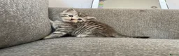 Mixed Breed cats for sale: Exotic cross kittens  - Advert 7