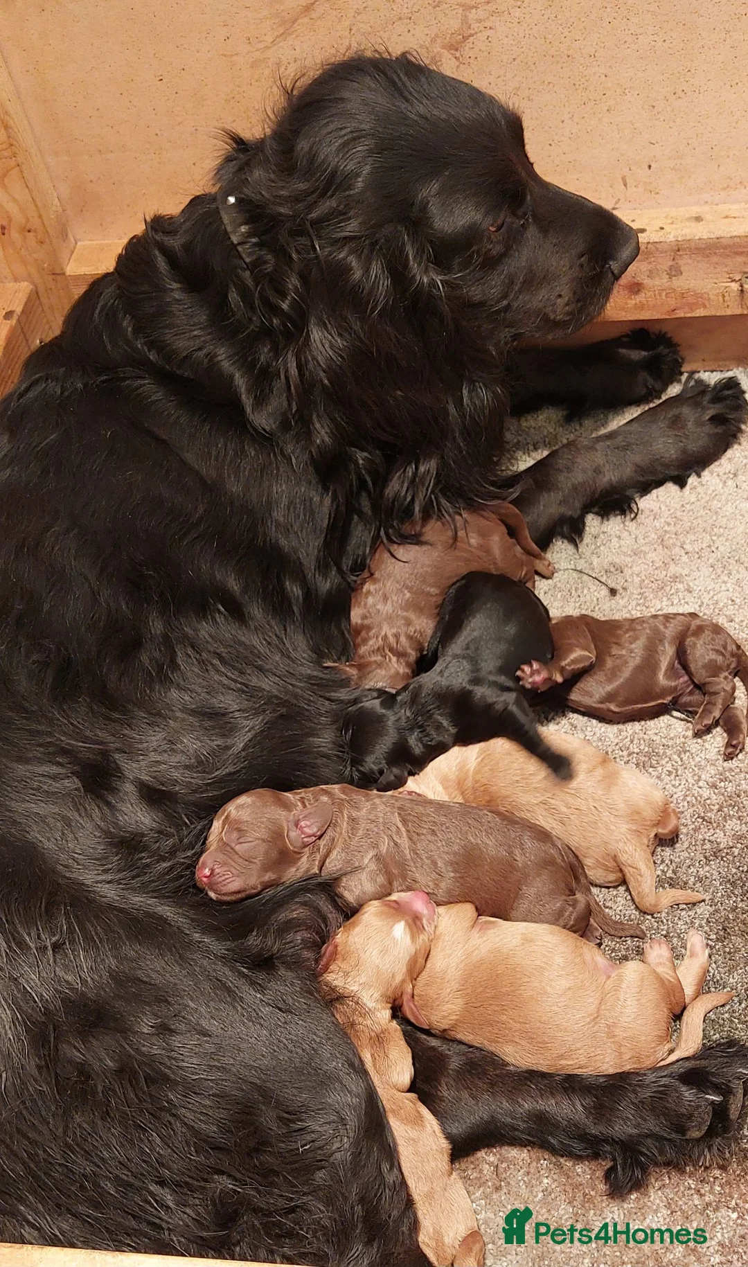 Cockapoo dogs for sale: 🩷💙 Adorable cockapoo pups🐶  - Advert 1