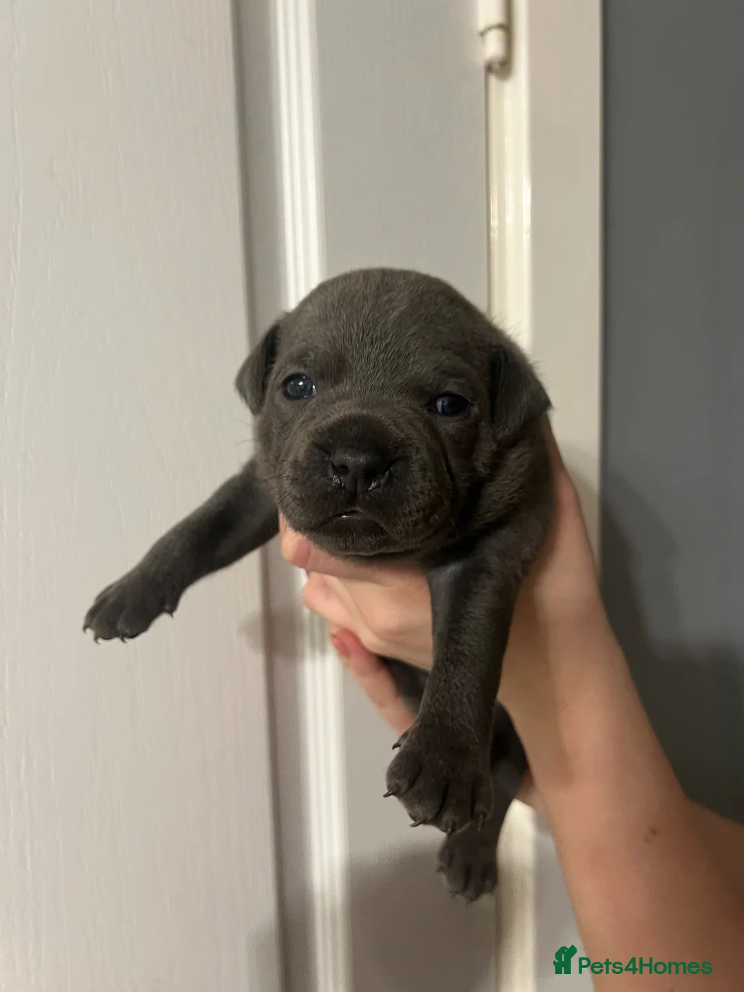 Staffordshire Bull Terrier dogs for sale: Blue KC registered Staffordshire bull terrier  - Advert 2