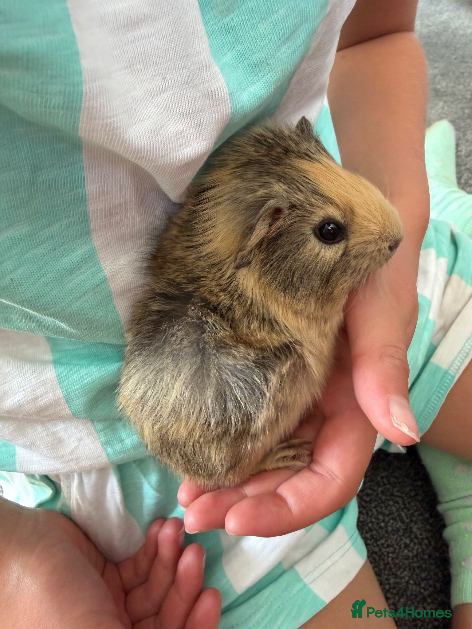Guinea Pig rodents Guinea Pig babies  - Advert 1