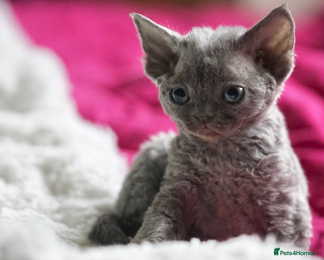 Devon Rex cats for sale: 💙 Devon Rex Female Kitten Available 💙 - Image 22