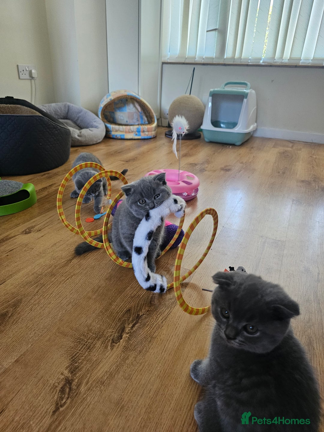 British Shorthair cats for sale: Hurry up 3 🕢Beautiful Scottish fold kitten left in Hatfield - Image 22