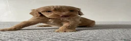 Cockapoo dogs for sale: Cockapoo Puppies  - Advert 18