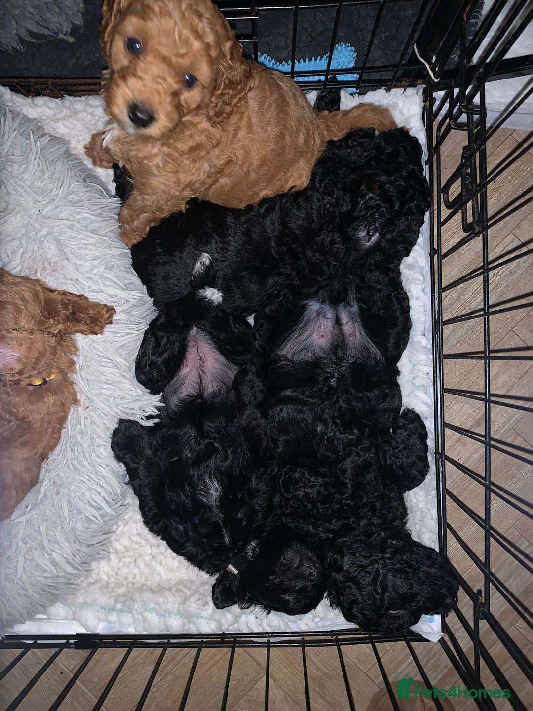 Labradoodle dogs for sale: F1b Miniature Labradoodle Puppies  - Advert 39