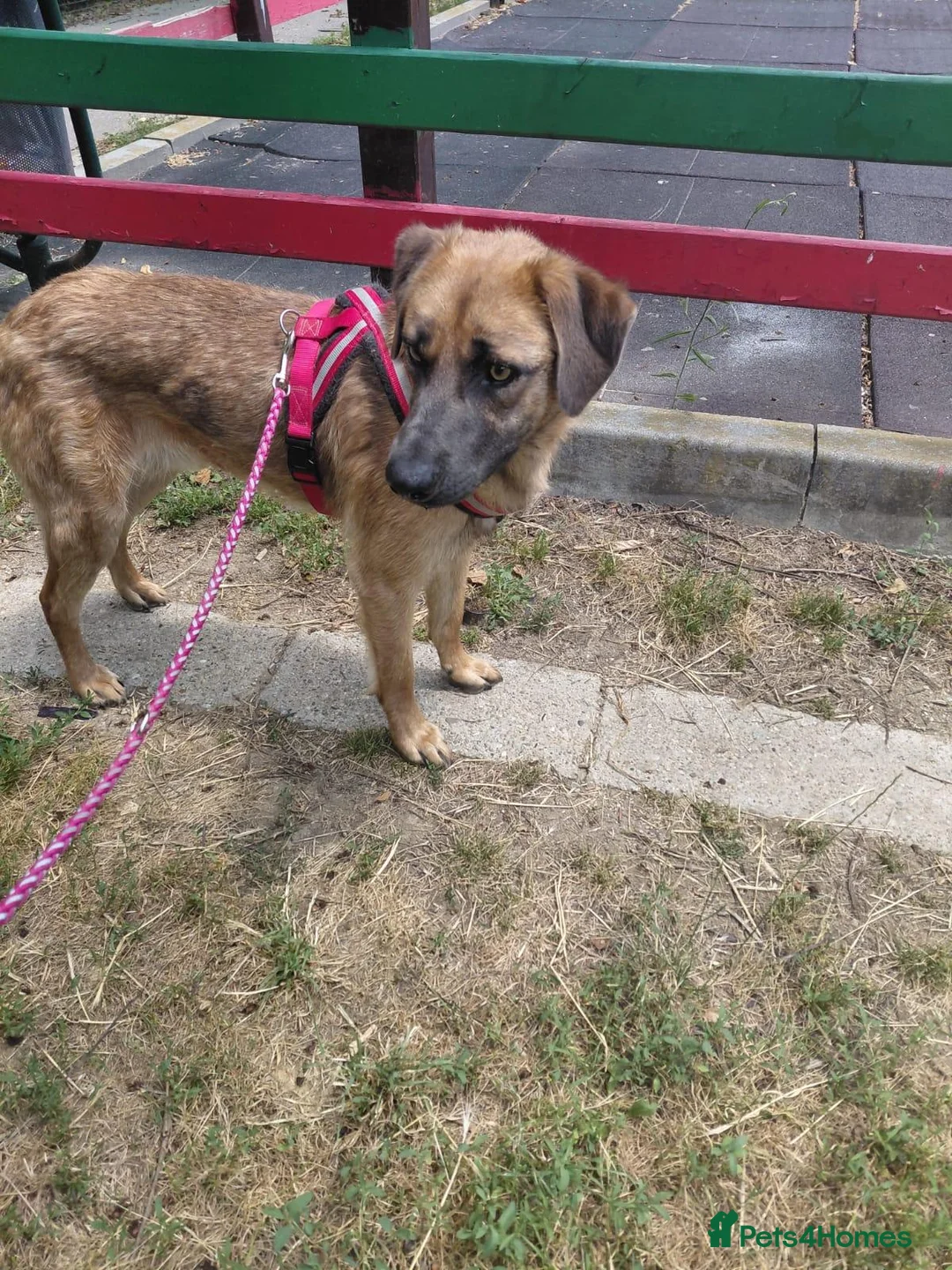 Mixed Breed dogs for adoption: 💙BLUE - The Last Mohican Waiting for His Turn💙🐾 - Advert 1