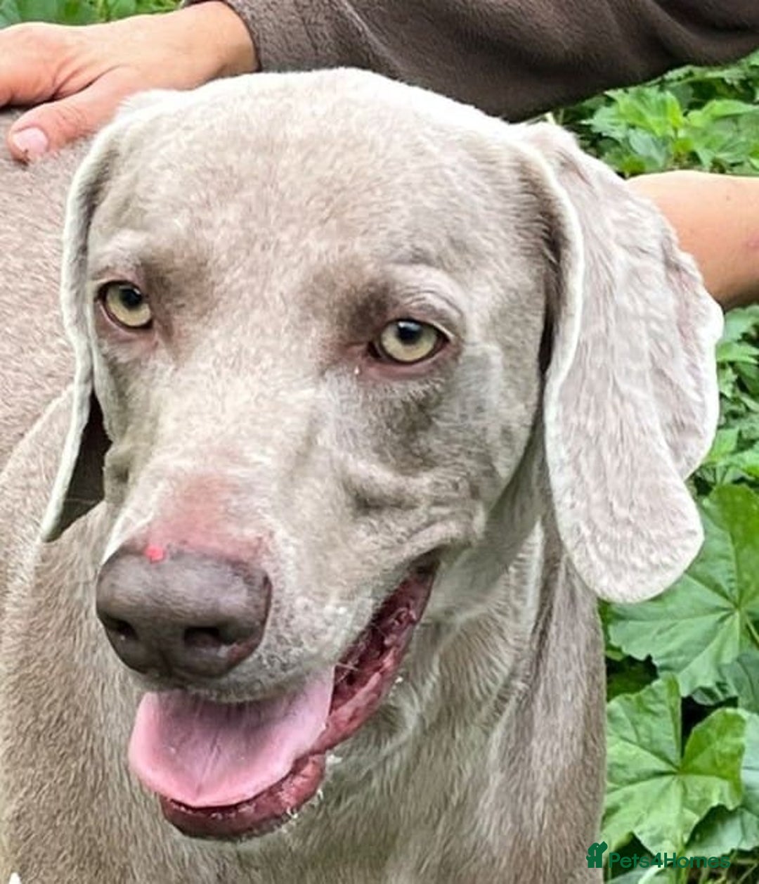 Weimaraner dogs for adoption: Thor, a handsome Weimaraner - Advert 7