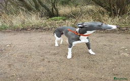 Whippet dogs for stud: KC registered  in Corby - Image 3