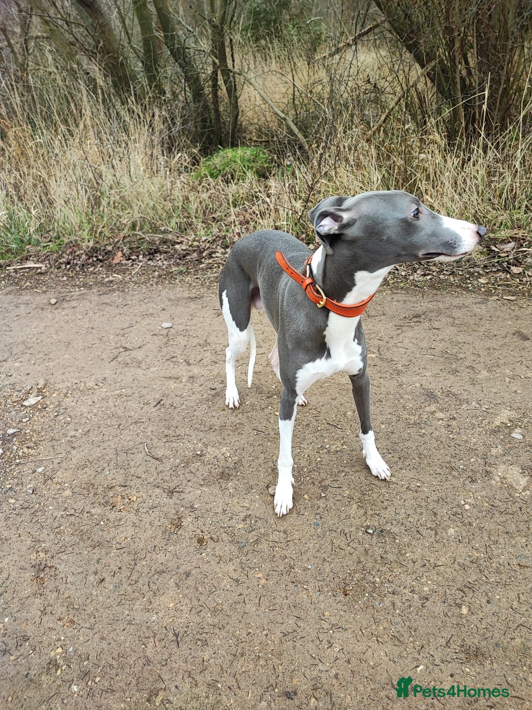 Whippet dogs for stud: KC registered  in Corby - Image 3