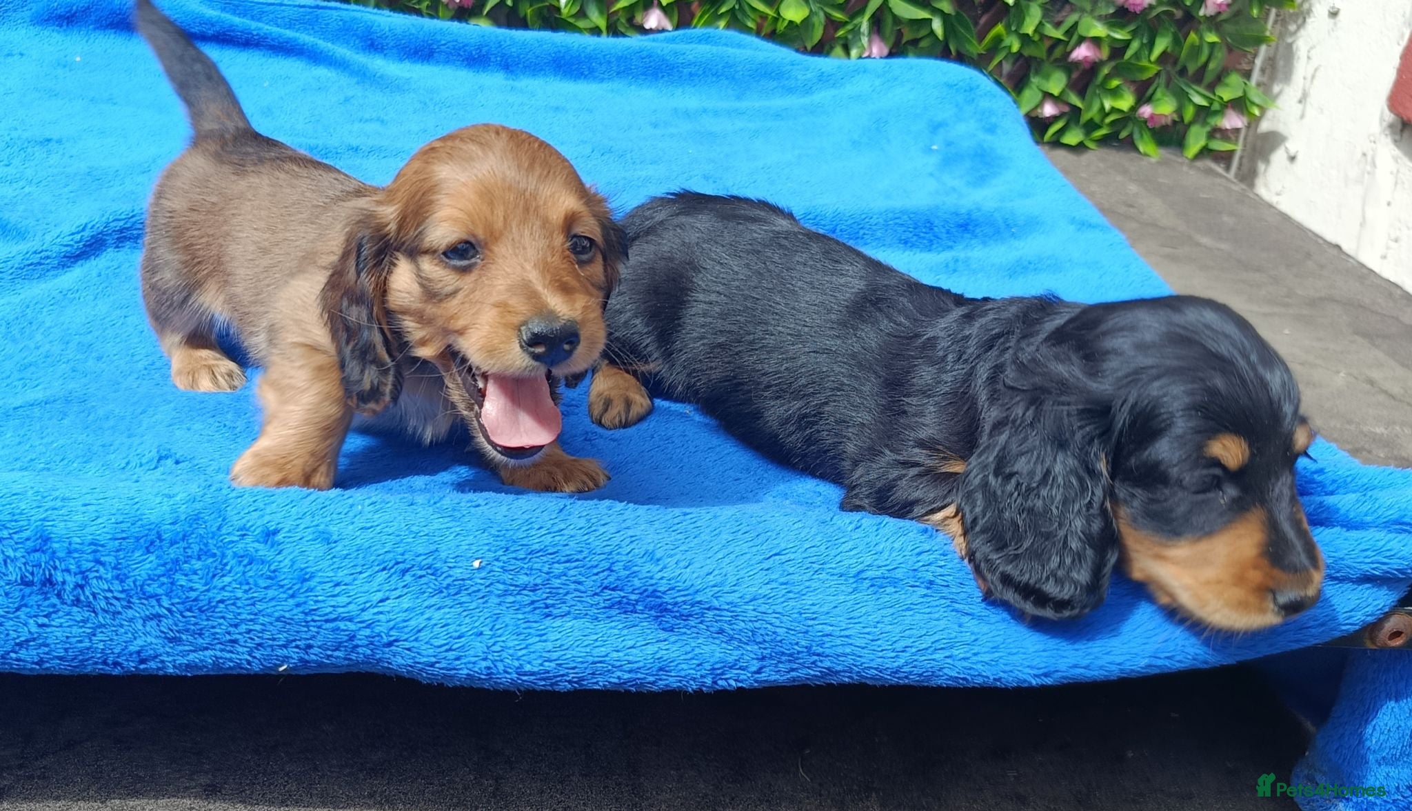 Miniature Dachshund dogs STUNNING MINI LONG HAIR KC REG PRA CLEAR - Advert 2