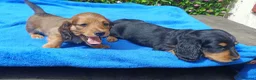 Miniature Dachshund dogs for sale: STUNNING MINI LONG HAIR KC REG PRA CLEAR - Advert 2