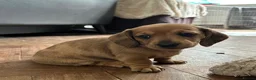 Dachshund dogs for sale: Miniature dachshund puppies in Sunbury-on-Thames - Advert 2