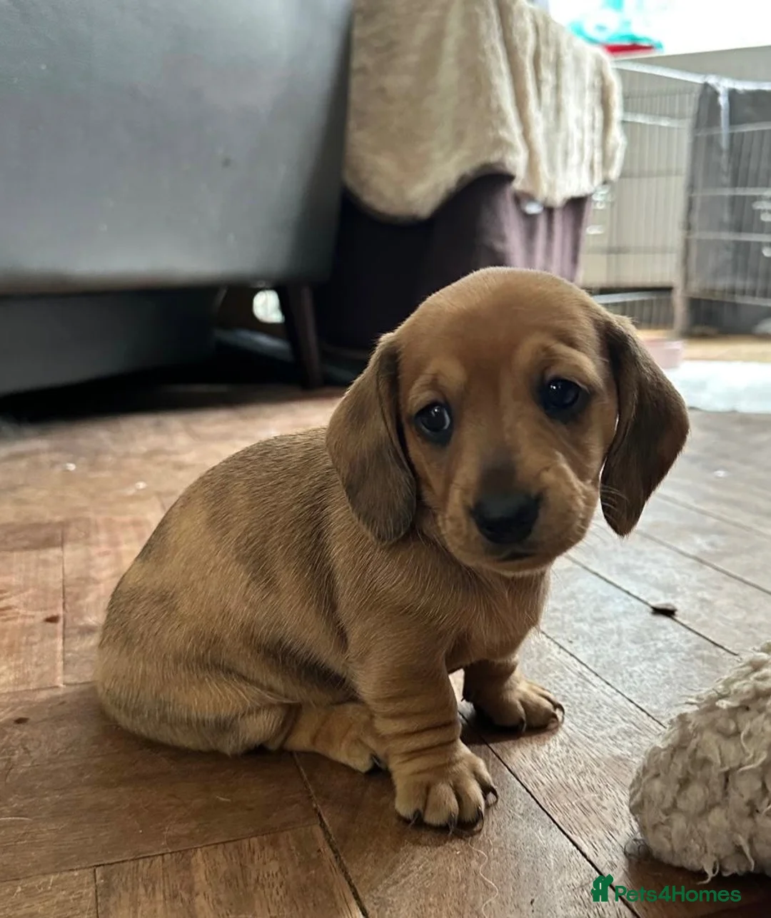 Dachshund dogs for sale: Miniature dachshund puppies in Sunbury-on-Thames - Advert 2