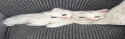 Turkish Angora cats for sale: 4 white fluffy Turkish angora Females - Advert 11