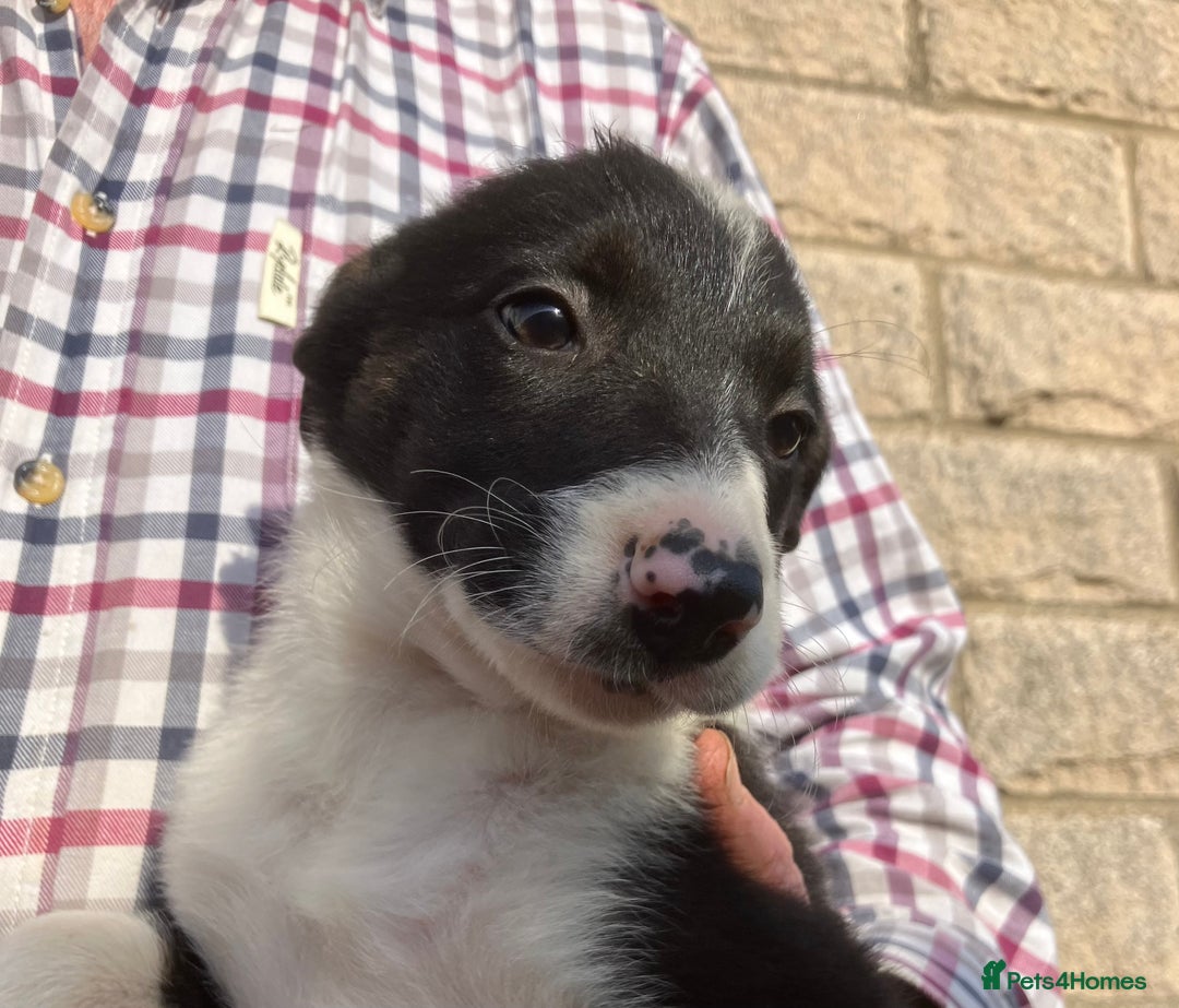 Border Collie dogs for sale: Pure border collies ready now  - Image 14