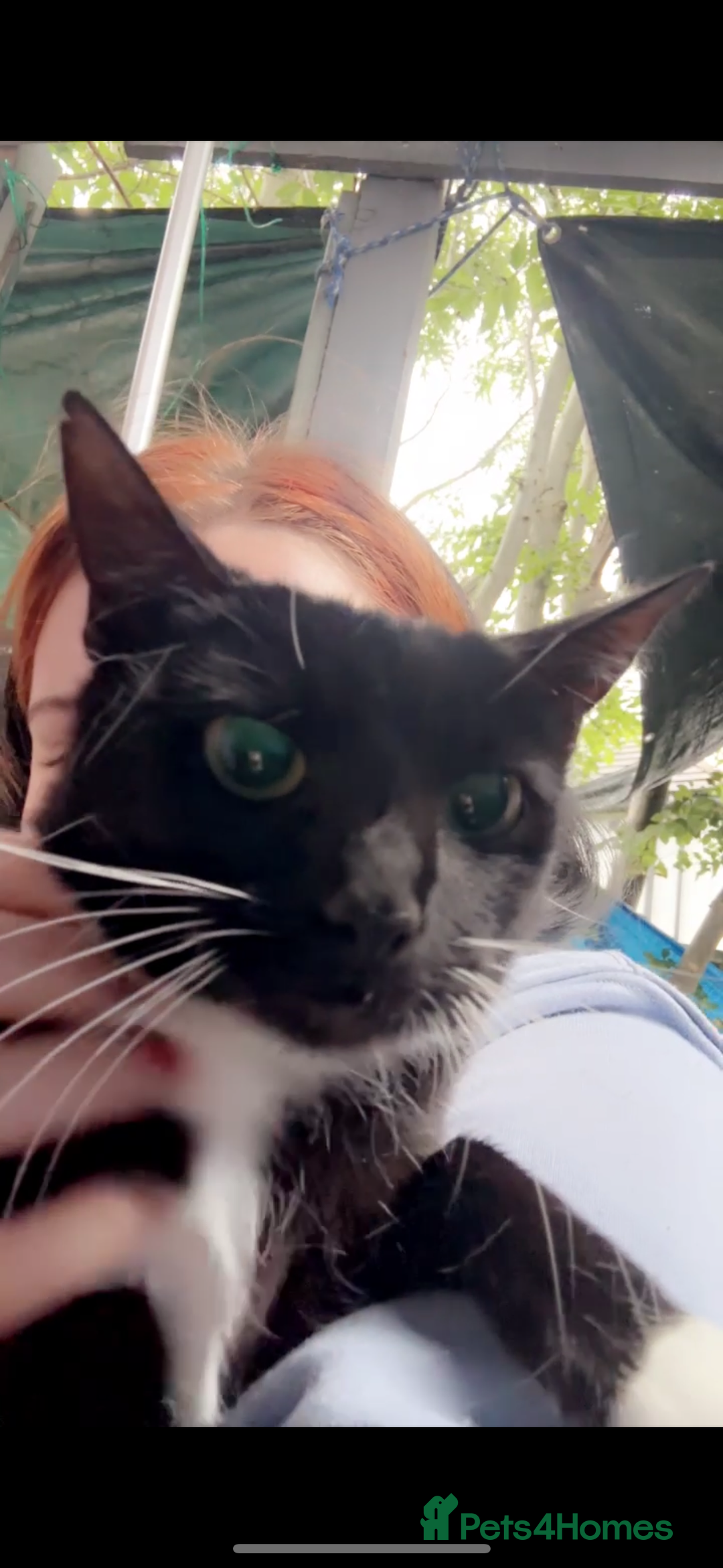 British Longhair cats for sale: 4 beautiful rescue kittens - Image 10