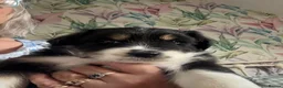 Australian Shepherd dogs for sale: Pedigree KC reg Australian Shepherd puppies - Advert 5