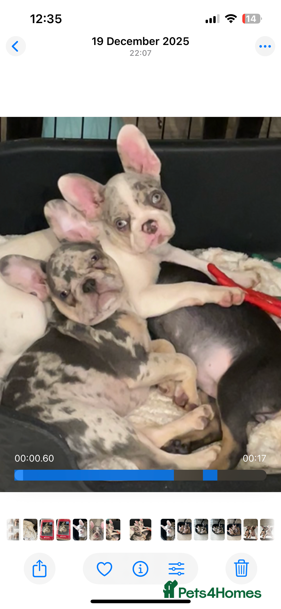 French Bulldog dogs 3 French bulldog puppies - Advert 2