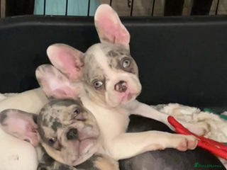 French Bulldog dogs 3 French bulldog puppies - Advert 2