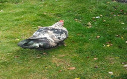 Chickens poultry for sale: Beautiful and Docile Orpington Rooster for Sale - Image 6